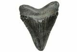 Serrated, Juvenile Megalodon Tooth - South Carolina #328727-1